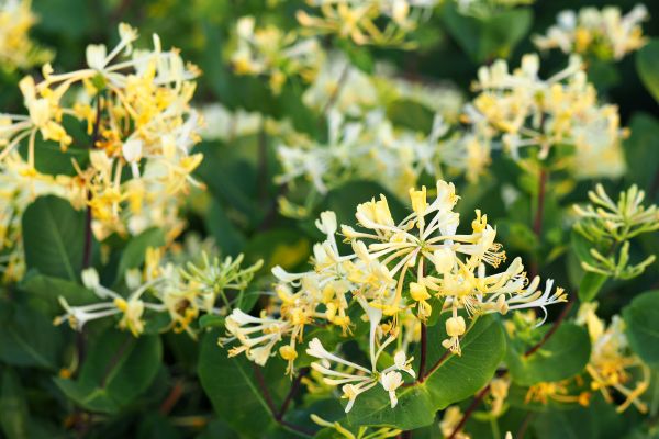 Cost of Honeysuckle Removal in Shawnee