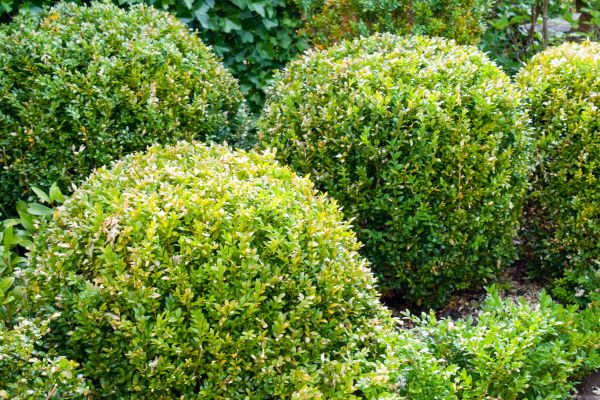 Cost of Landscape Trimming Service in Shawnee