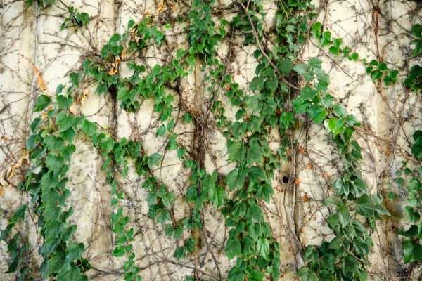 Cost of Vine Removal Service in Shawnee