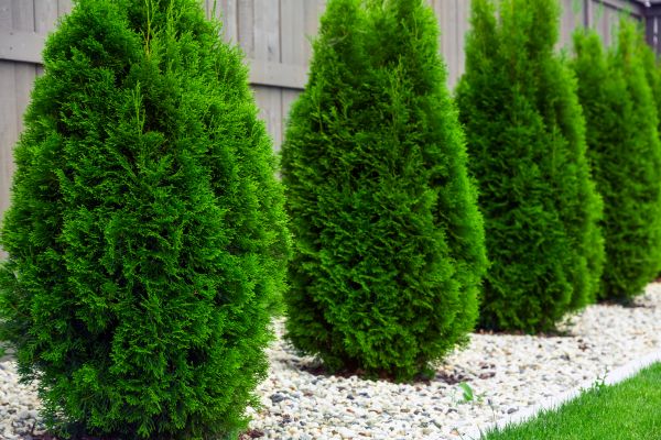 Cost of Arborvitae Removal in Shawnee