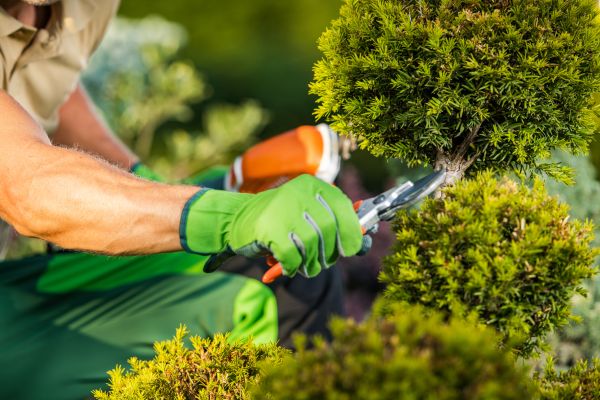 Cost of Landscape Pruning Service in Shawnee