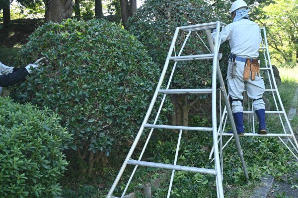 Cost of Holly Shaping in Shawnee
