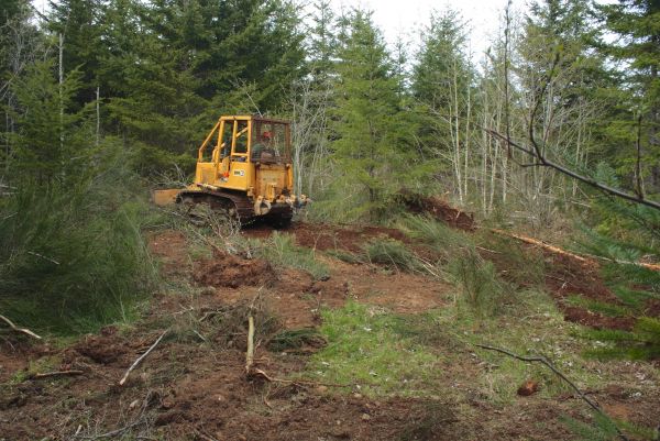 Cost of Shrubbery Clearing in Shawnee