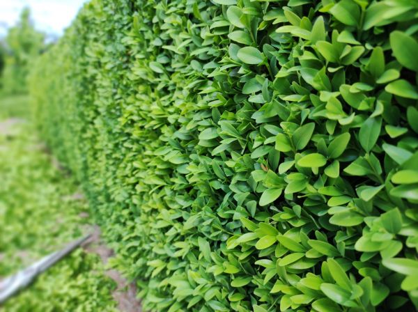 Cost of Boxwood Pruning in Shawnee