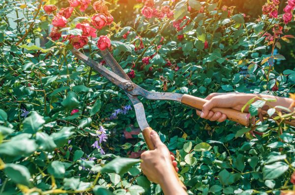 Cost of Knockout Roses Pruning in Shawnee