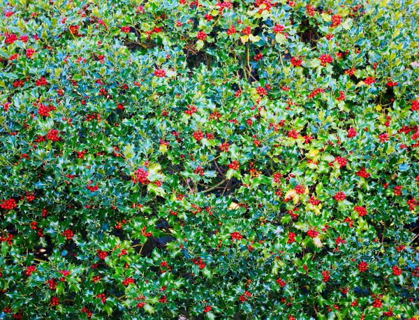 Cost of Holly Bush Removal in Shawnee