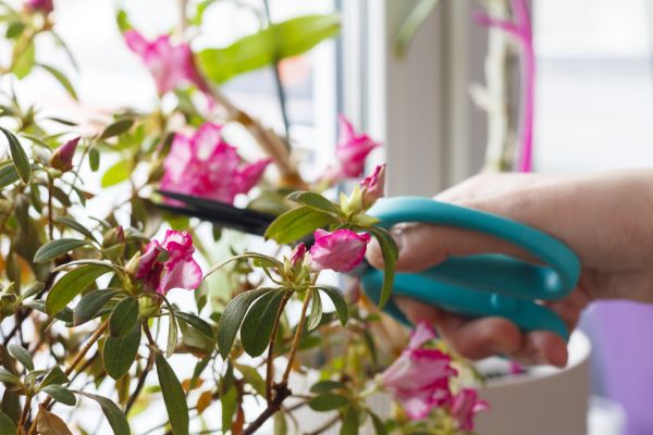 Cost of Azalea Pruning in Shawnee