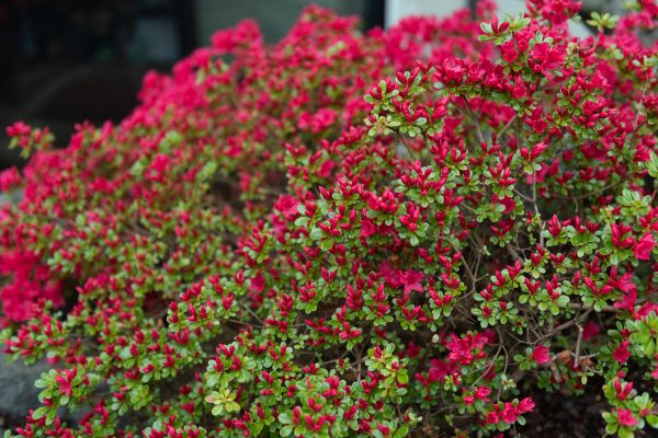 Cost of Weigela Removal Service in Shawnee