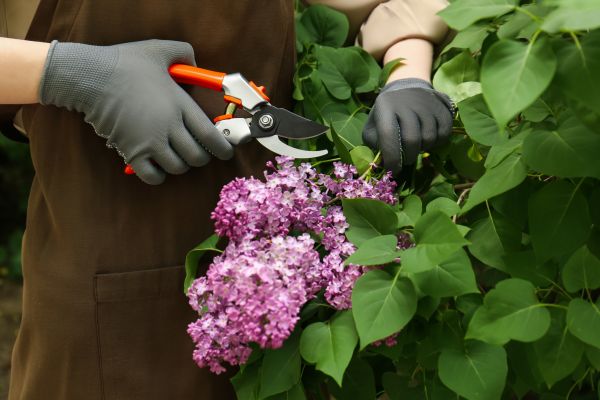 Cost of Lilac Pruning Service in Shawnee