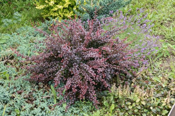 Cost of Japanese Barberry Removal in Shawnee