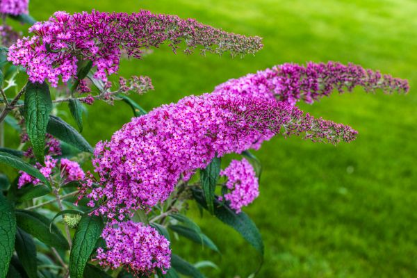 Cost of Butterfly Bush Removal in Shawnee