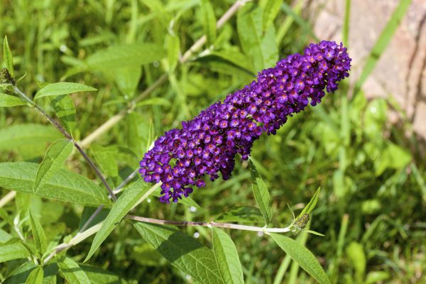 Cost of Butterfly Bush Pruning in Shawnee