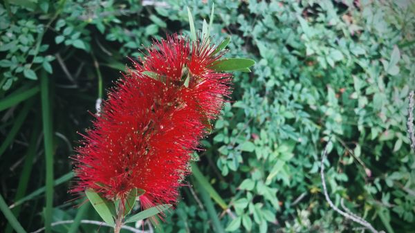 Cost of Bottlebrush Pruning in Shawnee
