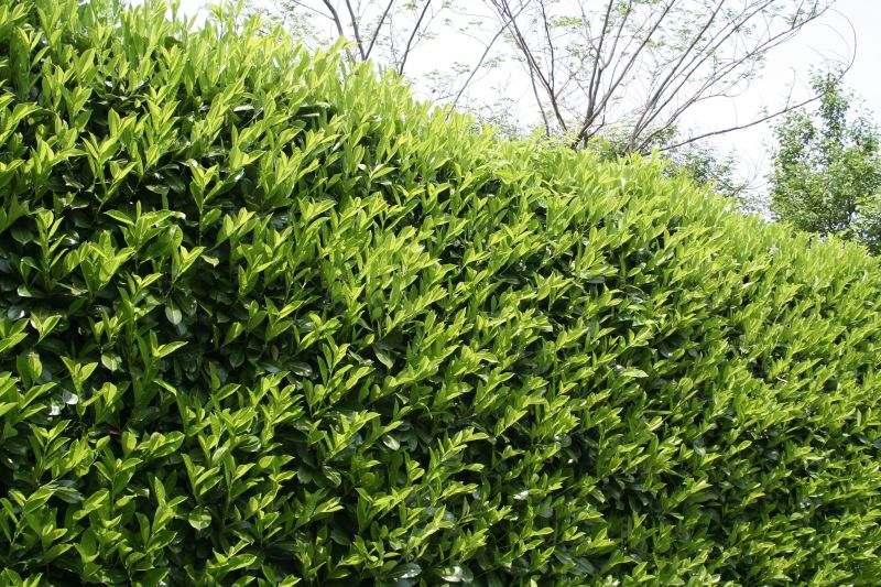 Laurel Hedge Removal