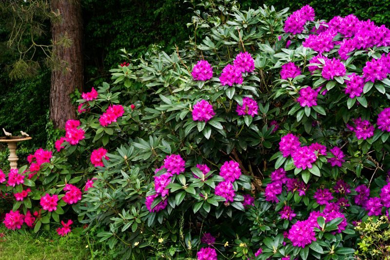 Rhododendron Pruning