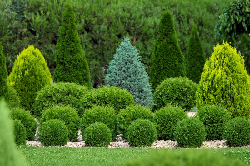 Trimmed Shrubs with Defined Shapes